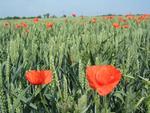 Mohn im Kornfeld